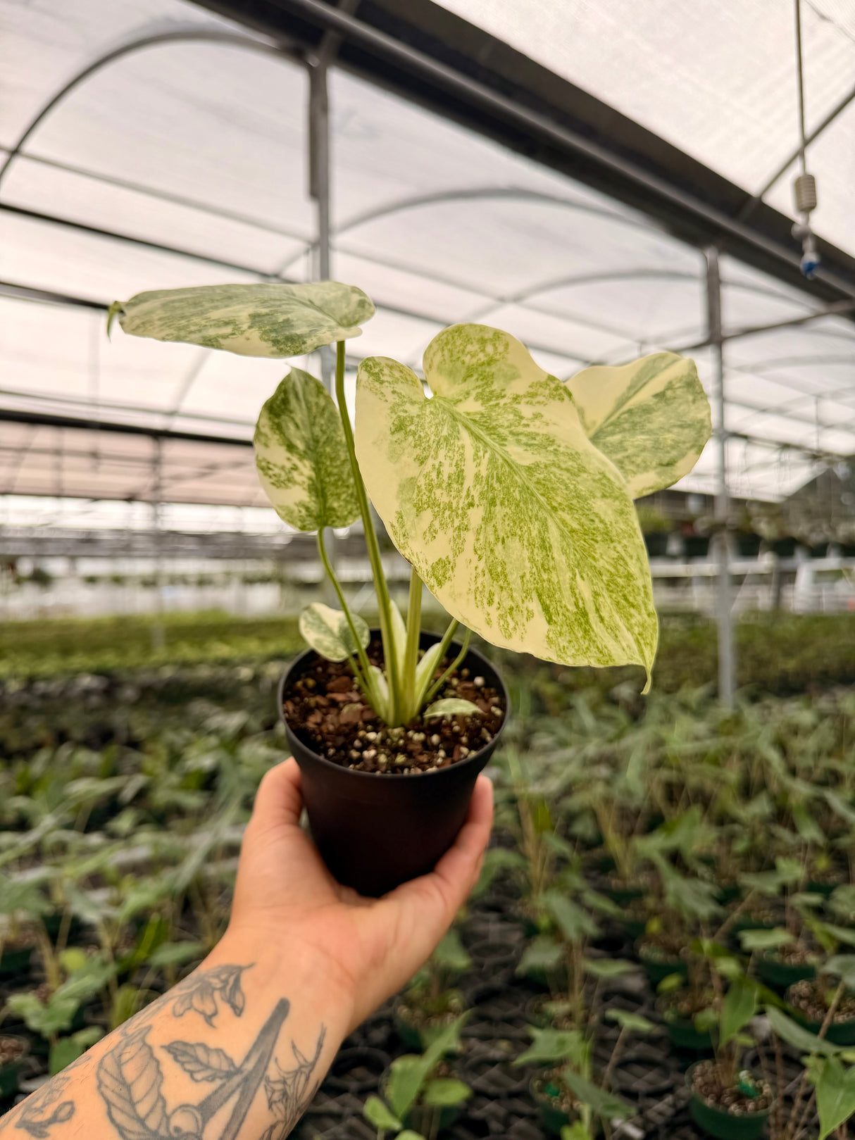 4" Monstera 'Legacy'