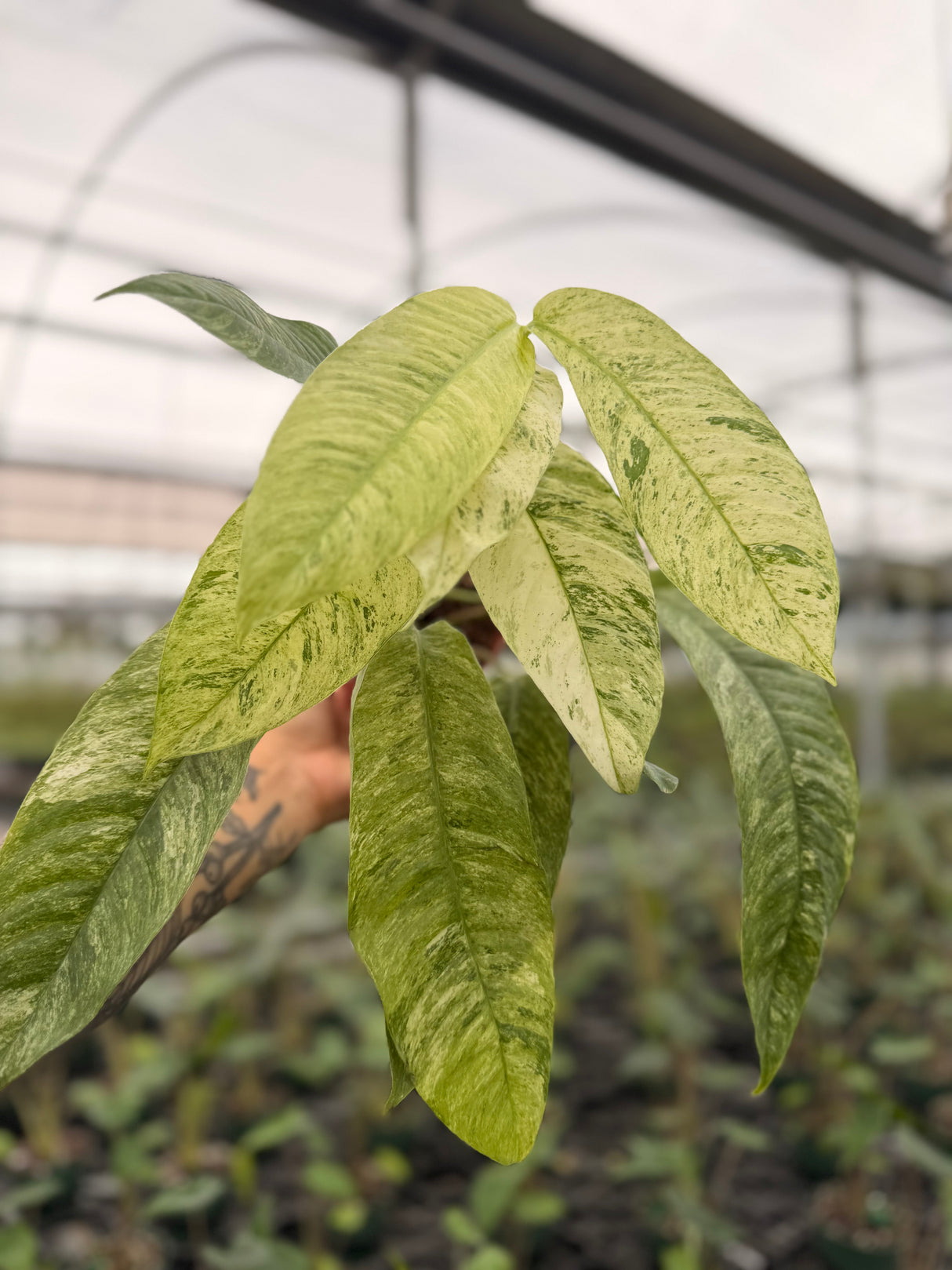 4" Rhaphidophora megasperma 'Gorilan' variegated