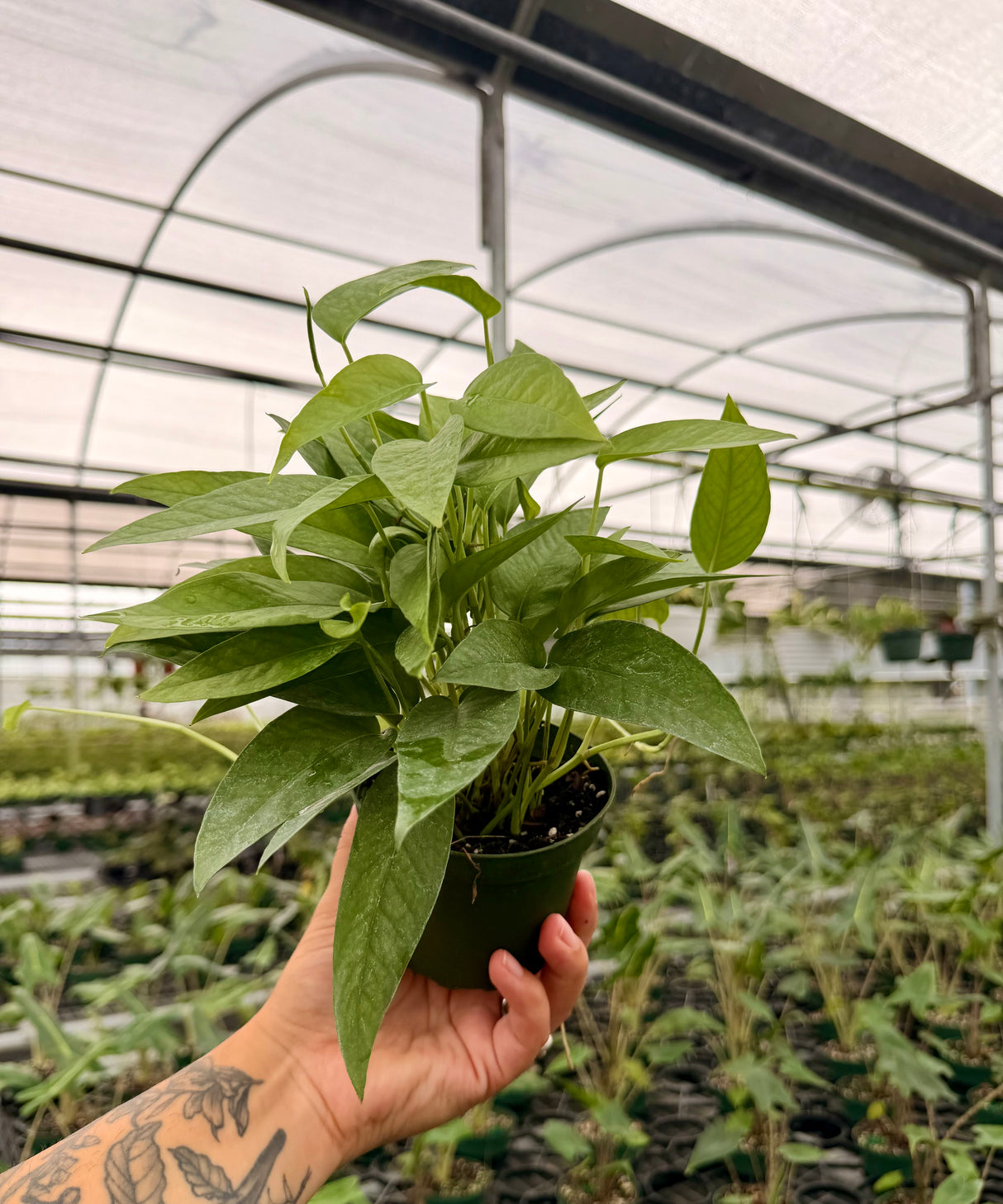 4” Pothos ‘Cebu Blue’