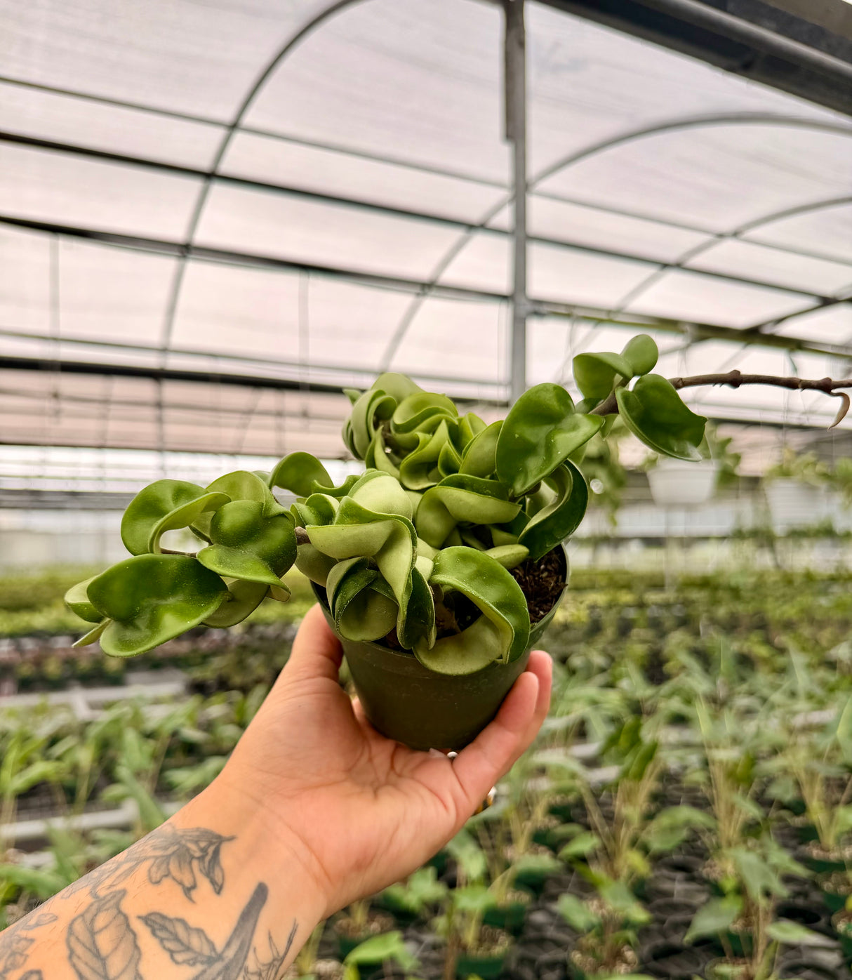 4" Hoya compacta 'Rope'