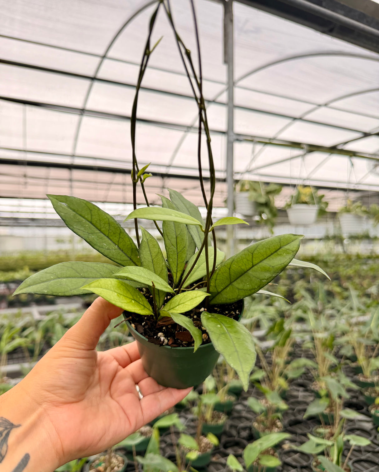 4” Hoya crassipetiolata