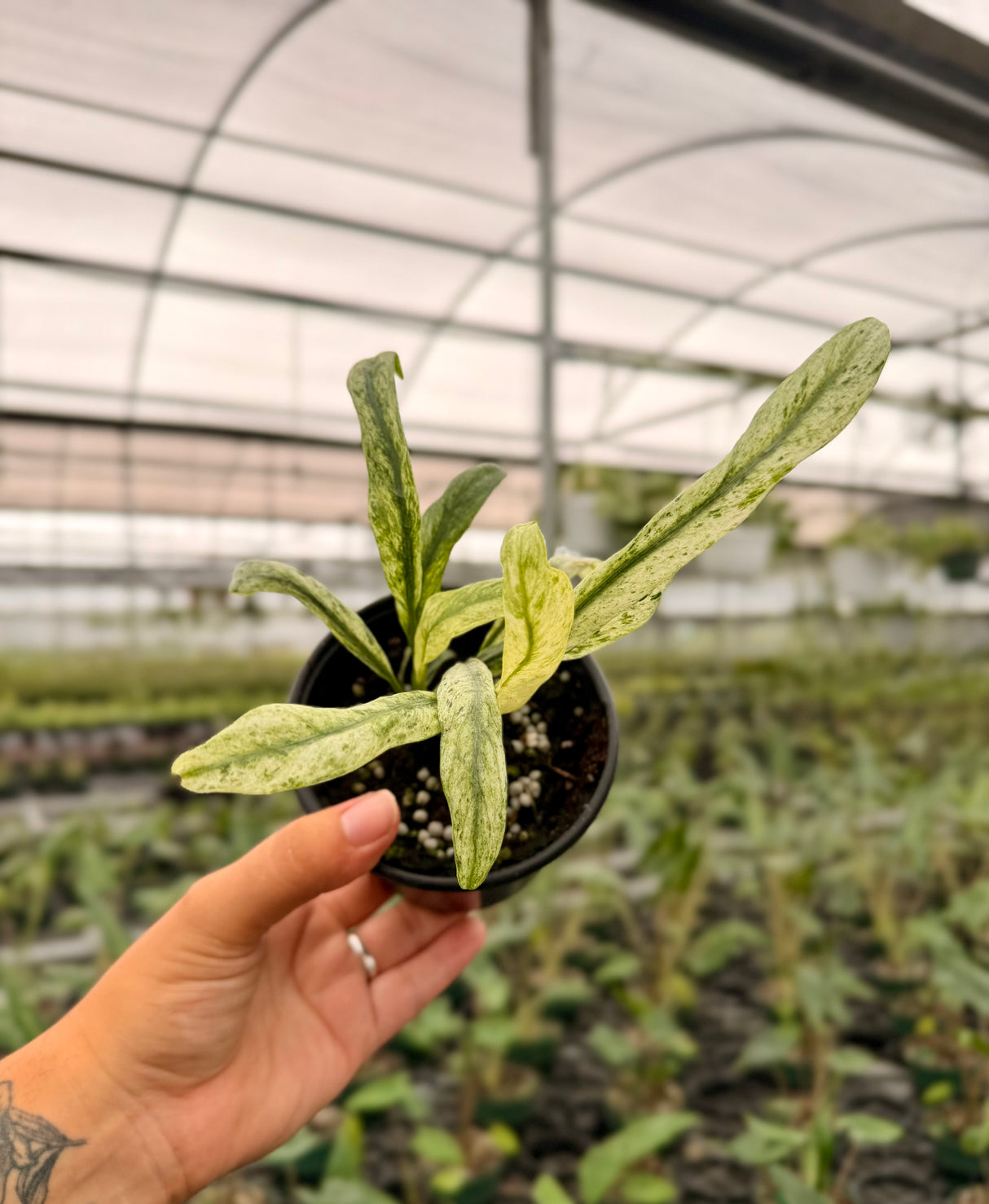4" Epipremnum giganteum variegated