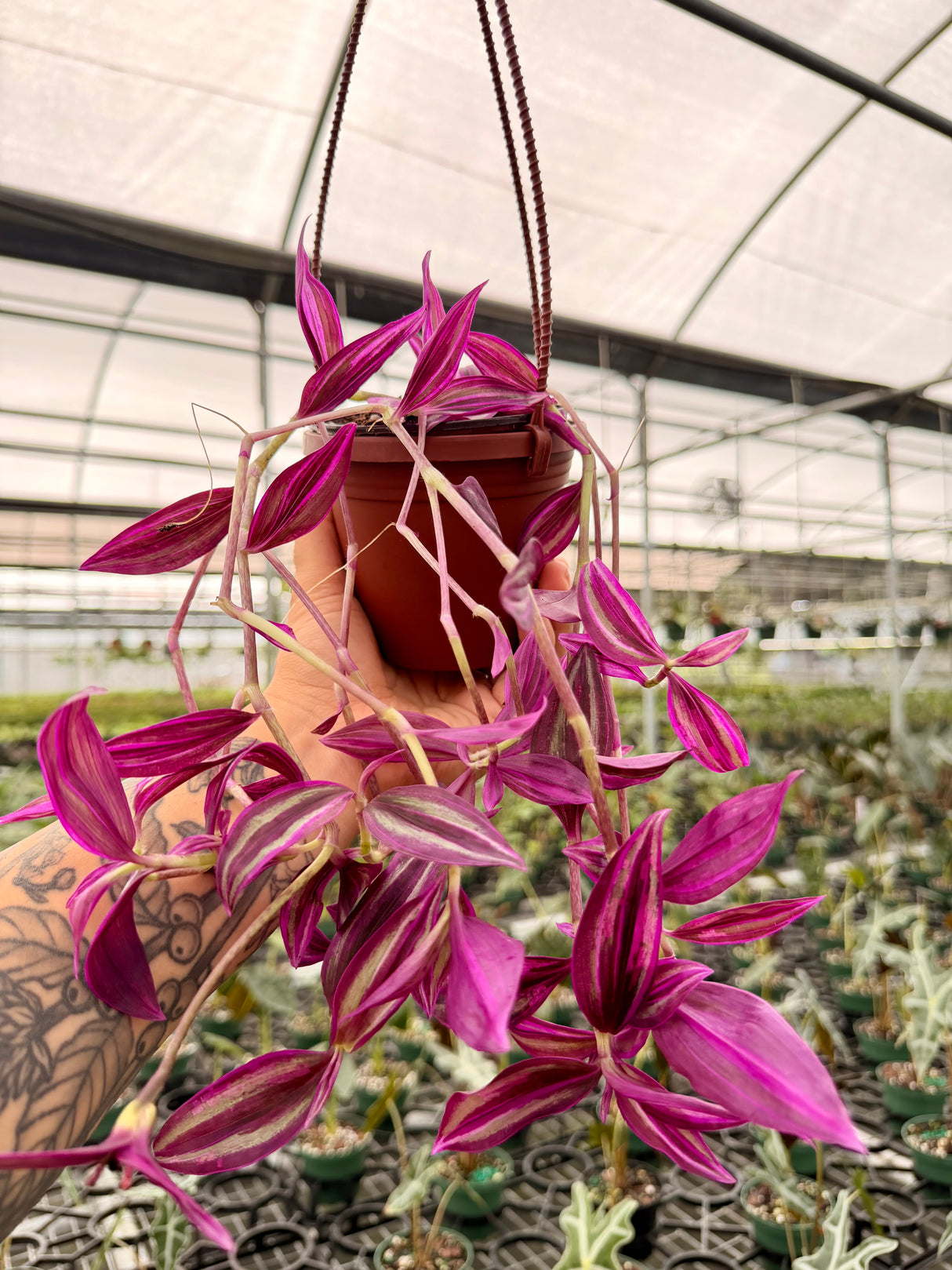 4" Tradescantia ‘Pink Paradise’ hanging basket