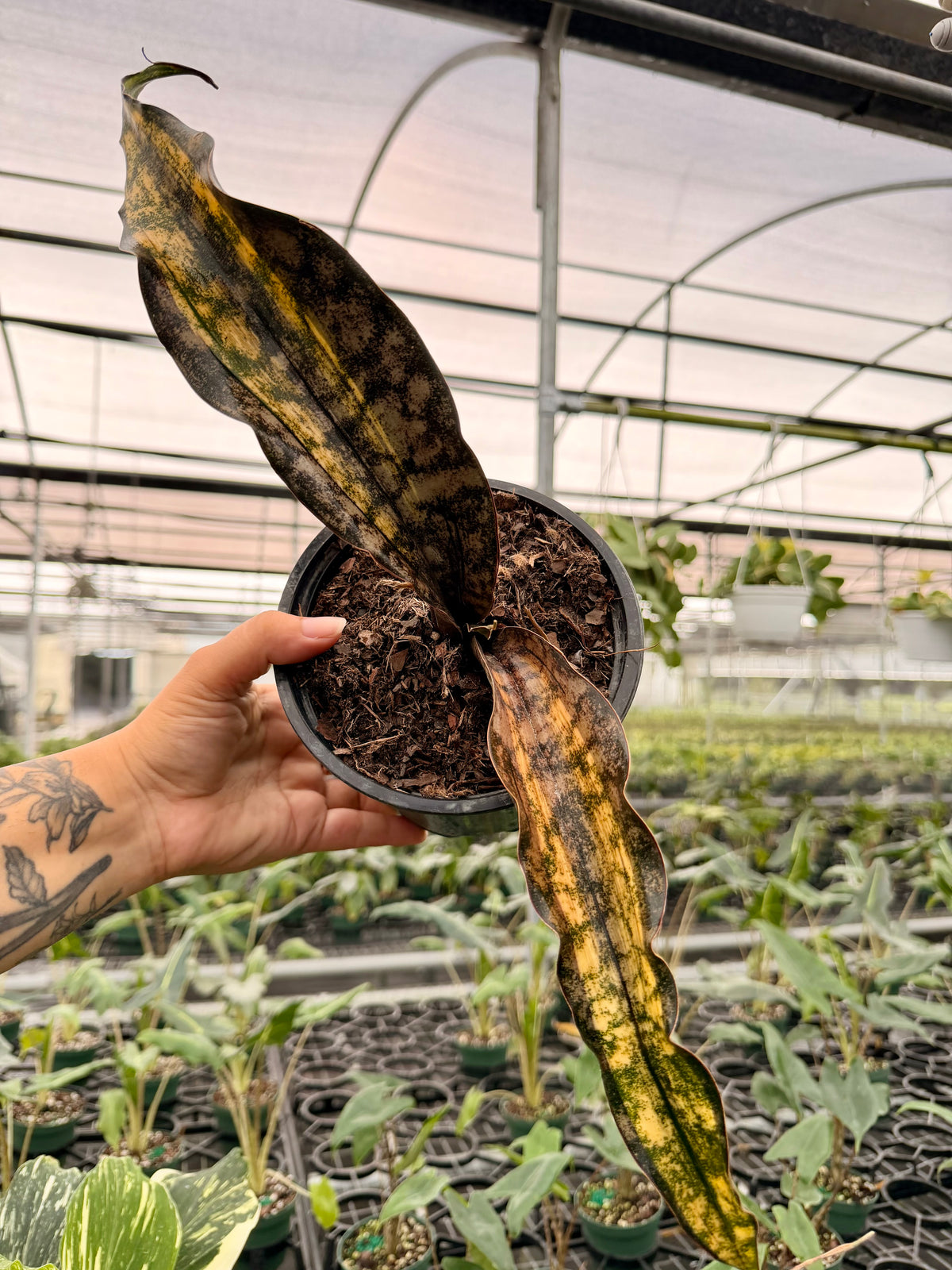 6" Sansevieria kirkii 'Coppertone' variegated