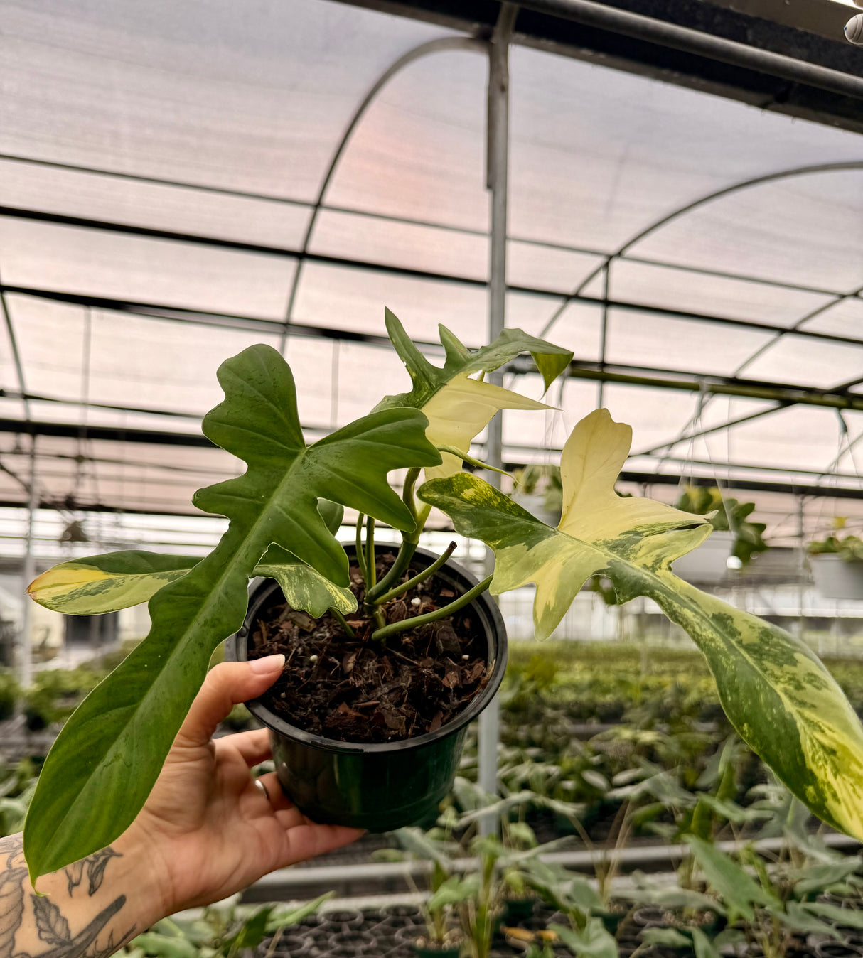6” Philodendron ‘Kitna' ('Florida Beauty' x mayoi)