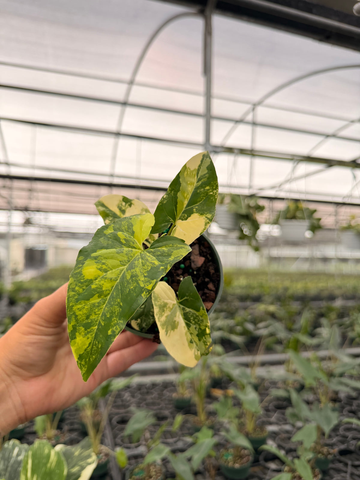 4” Syngonium 'Aurea' (yellow variegated)