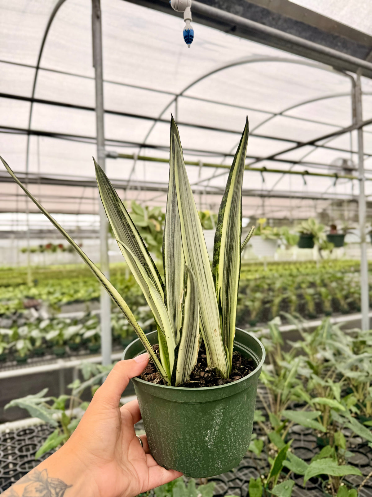 6" Sansevieria ‘Bantel's Sensation’