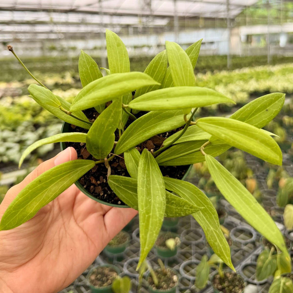 4" Hoya blashernaezii