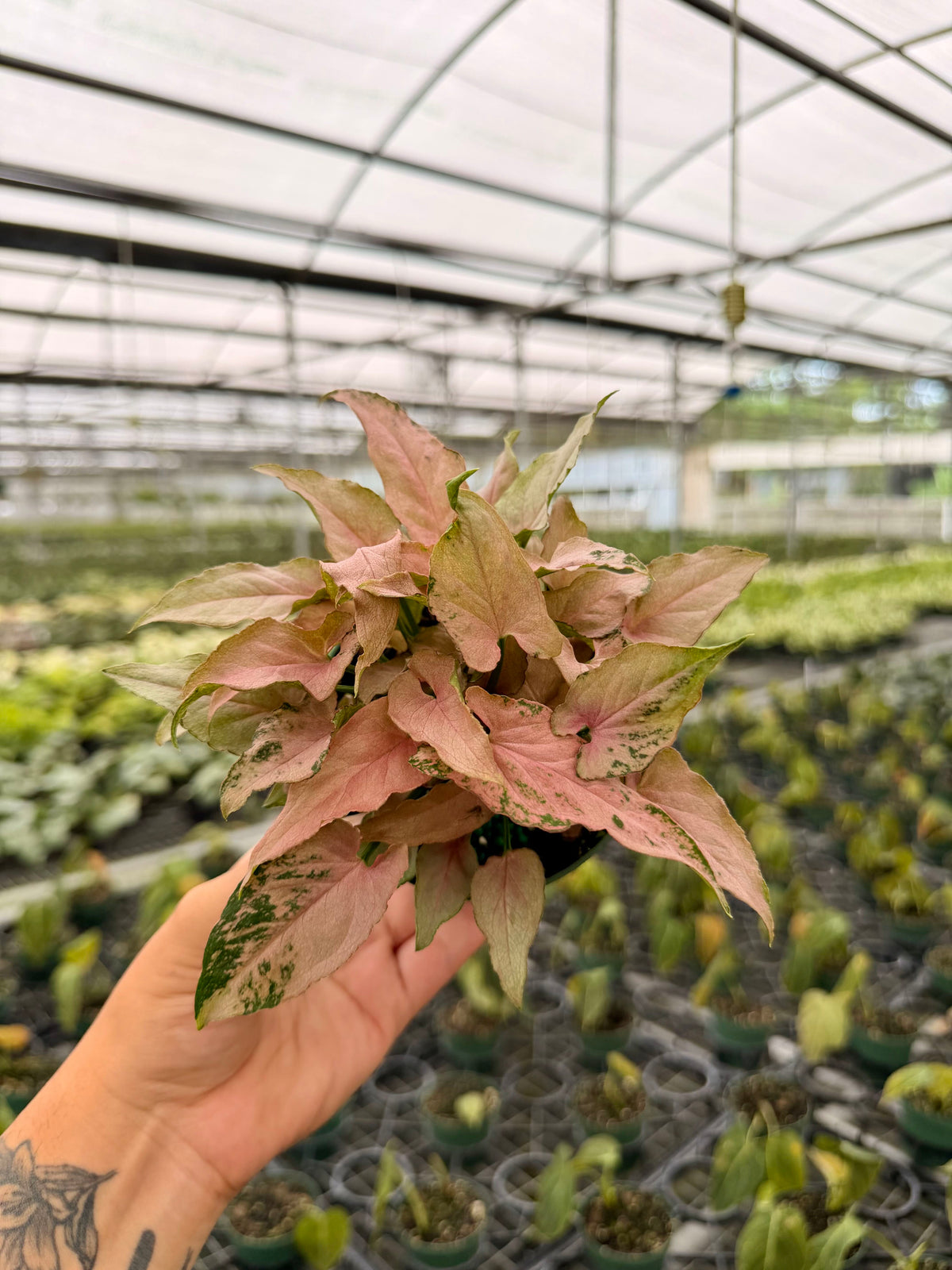 4" Syngonium ‘Pink Arrow'