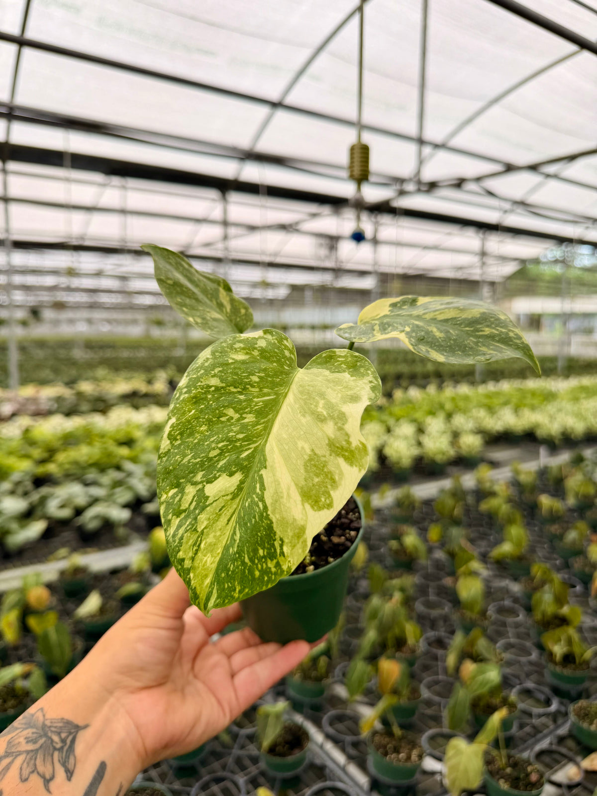 4" Monstera 'Electrolyte'
