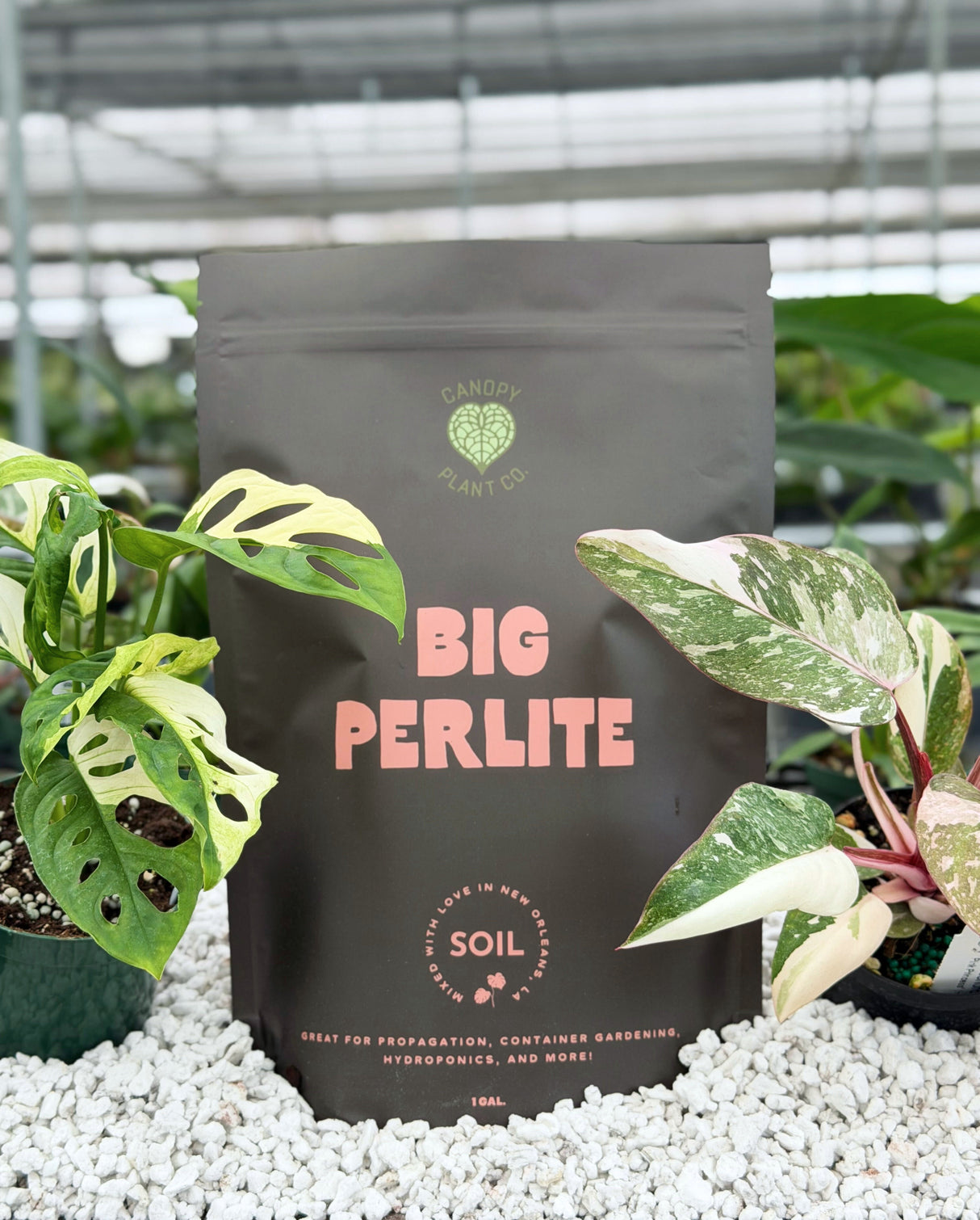 Big Perlite (1 gallon)