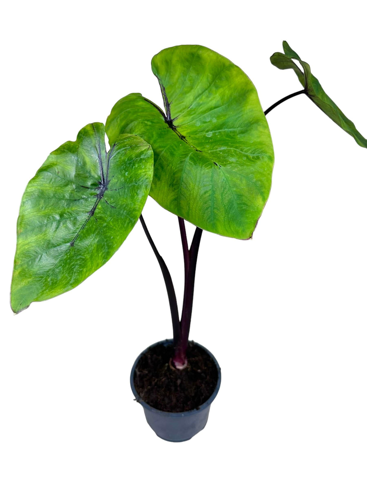 6" Colocasia Pharaoh’s Mask - Canopy Plant Co.