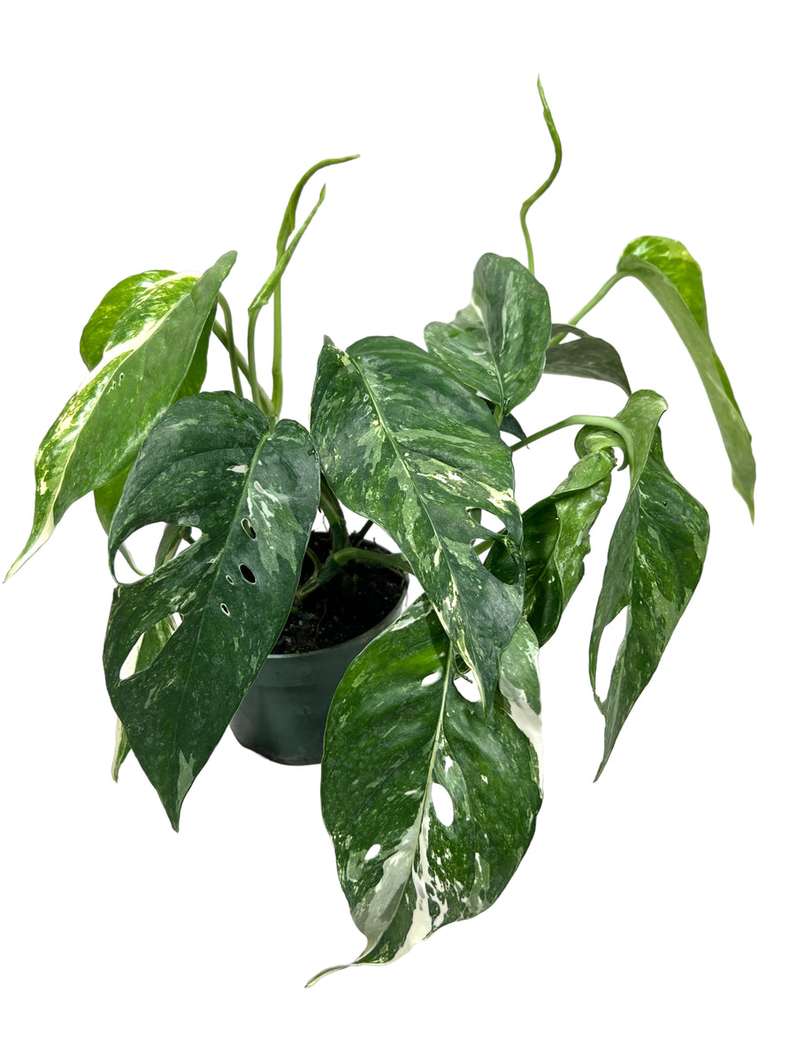 Epipremnum Pinnatum Albo Variegata (smaller plant) – The RaeneForest