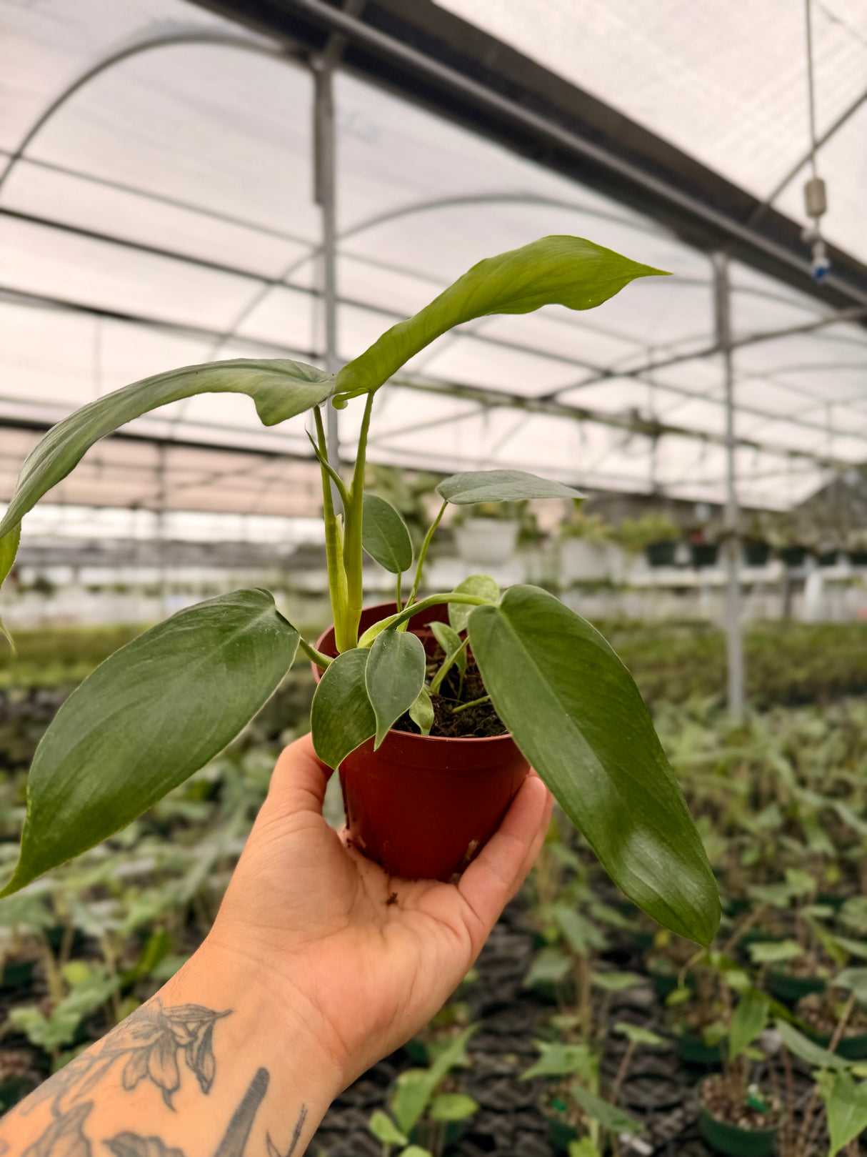 4” Philodendron pedatum 'Glad Hands'