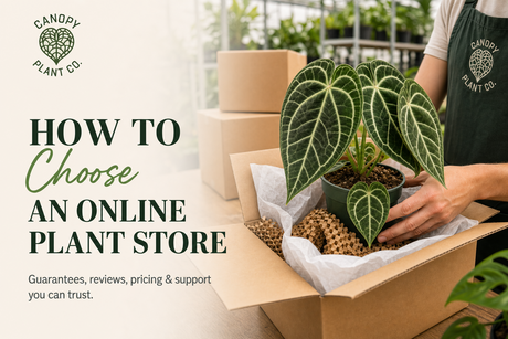 How To Choose An Online Plant Store