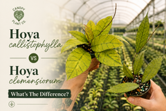 Hoya callistophylla vs. Hoya clemensiorum: What Is The Difference?