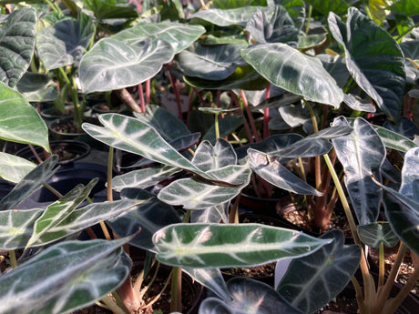 Alocasia Winter Care