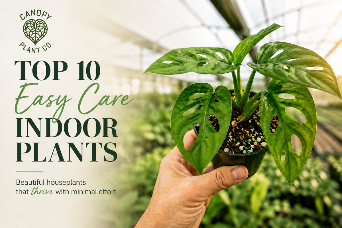 Top 10 Easy Care Indoor Plants