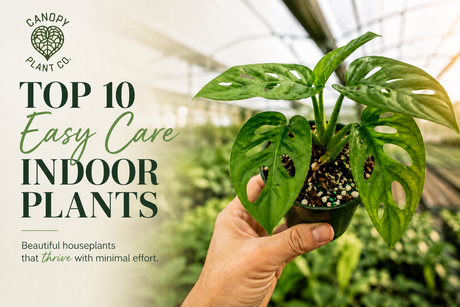 Top 10 Easy Care Indoor Plants