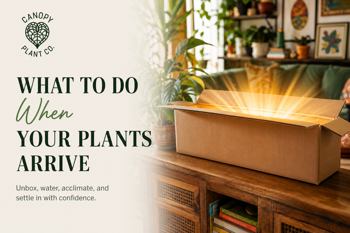What To Do When You Receive Plants In The Mail