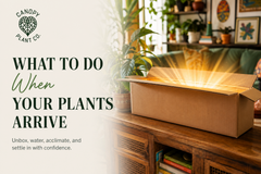 What To Do When You Receive Plants In The Mail