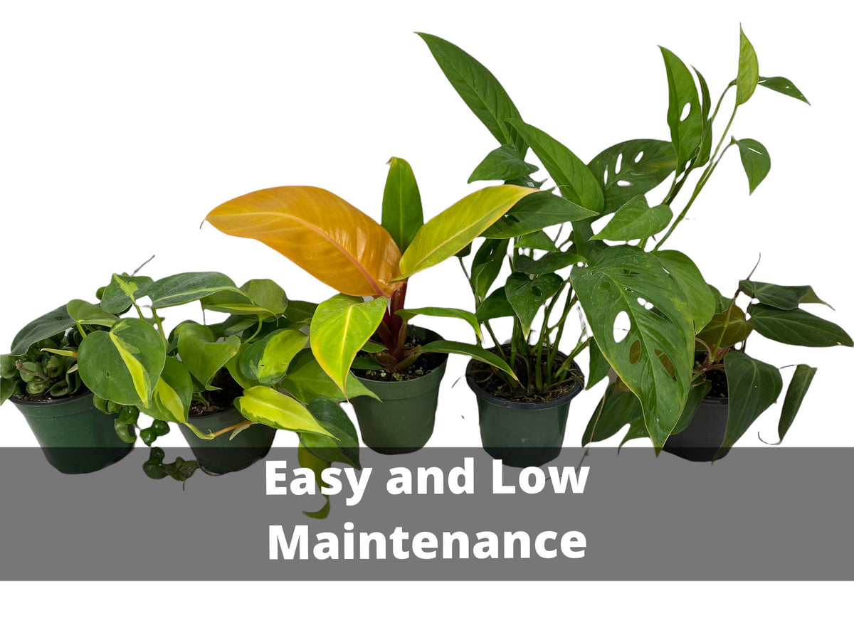 Easy & Low Maintenance Plants Canopy Plant Co.