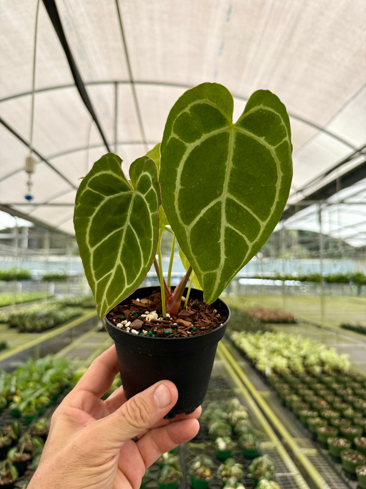 4" Anthurium crystallinum