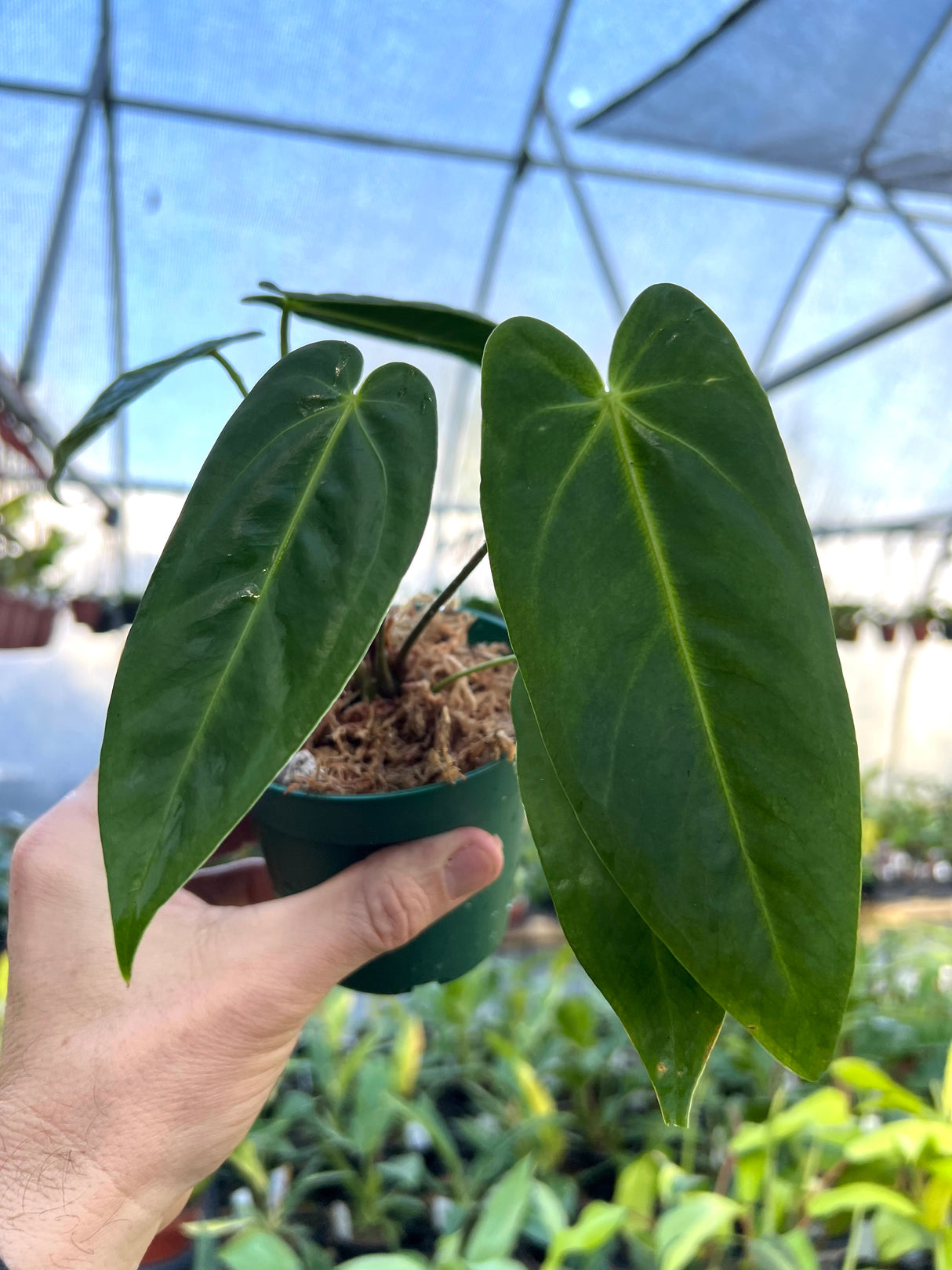 4" Anthurium metallicum