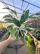 4" Calathea White Fusion