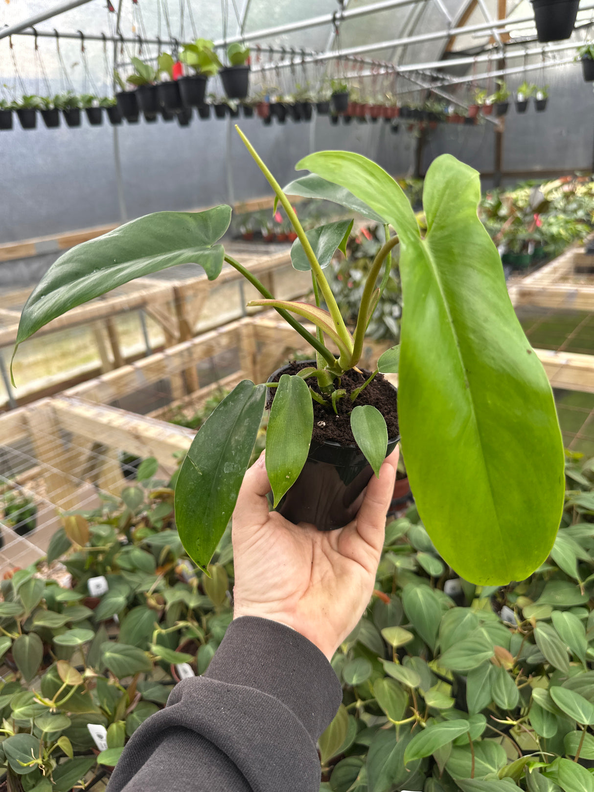 4" Philodendron 69686