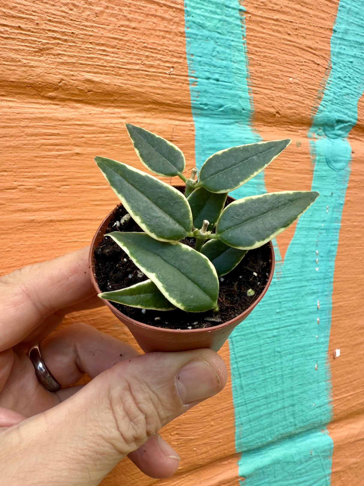 2” Hoya Bella (outer variegated)