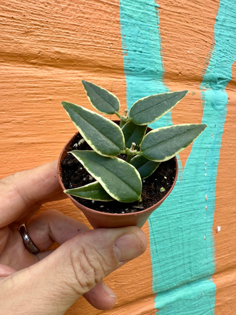 2” Hoya Bella (outer variegated)