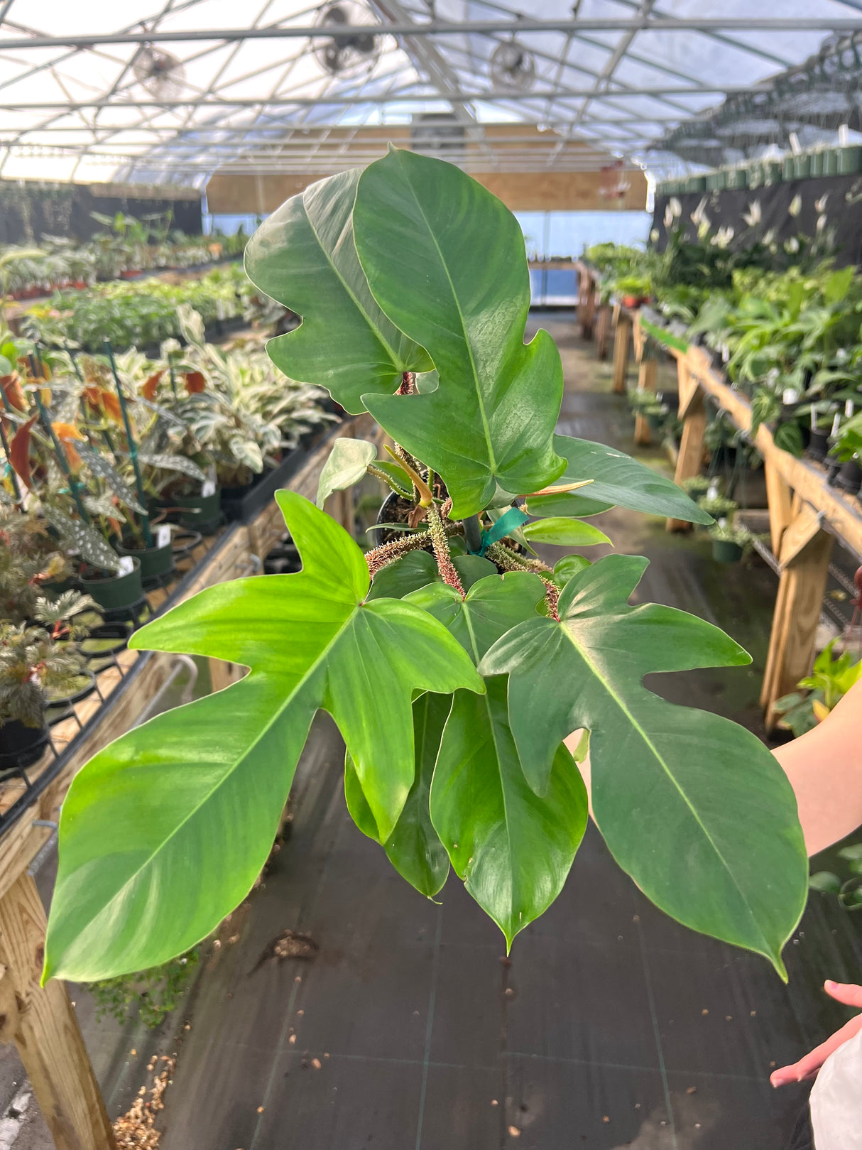 4" Philodendron squamiferum