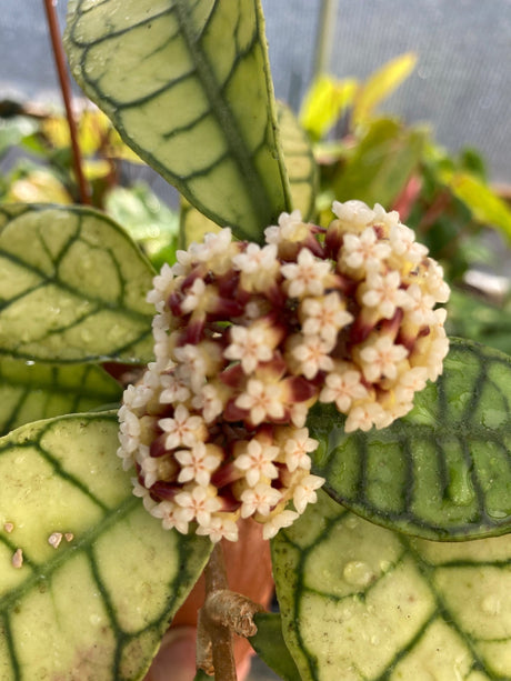 4" Hoya callistophylla hanging basket