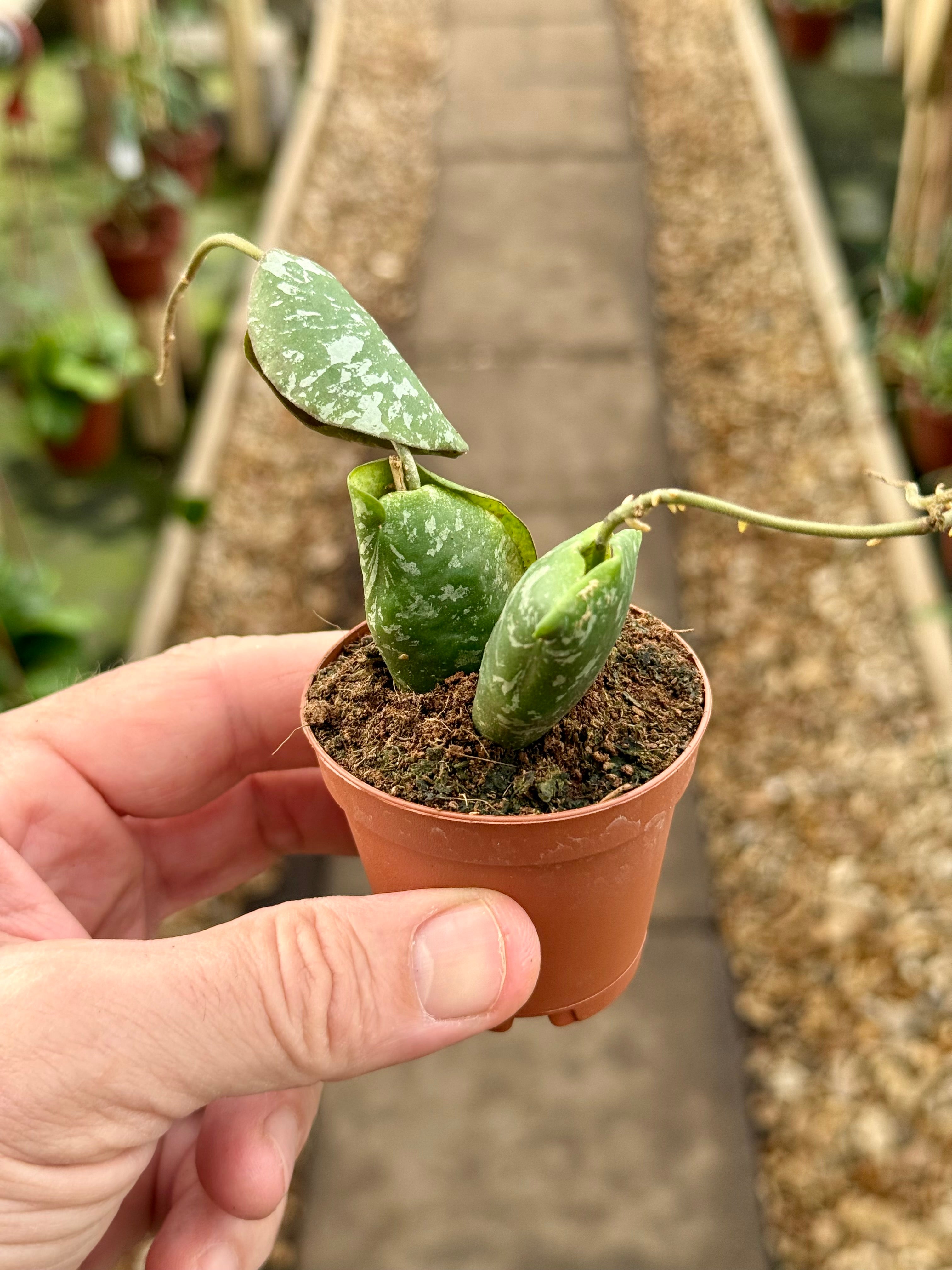 Canopy Plant Co. Hoya imbricata