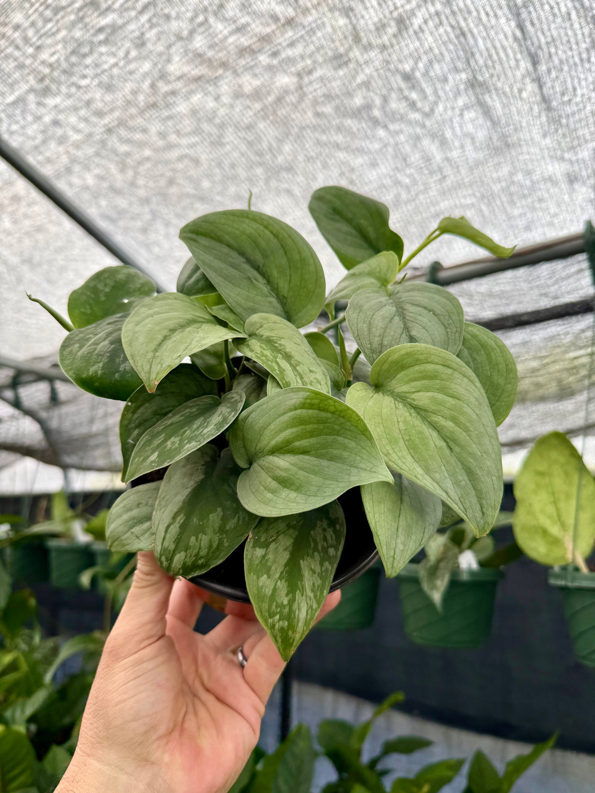 6” Scindapsus ‘Silver Hero’