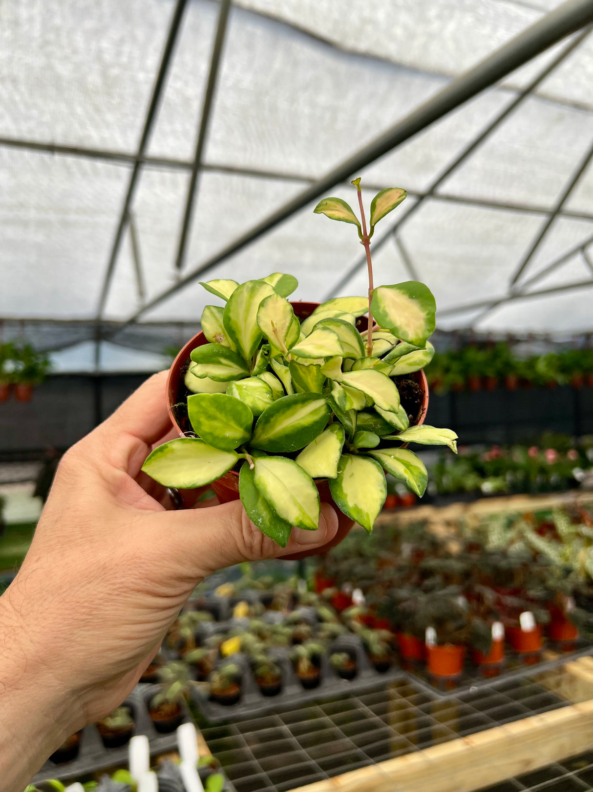 4” Hoya heuschkeliana variegated