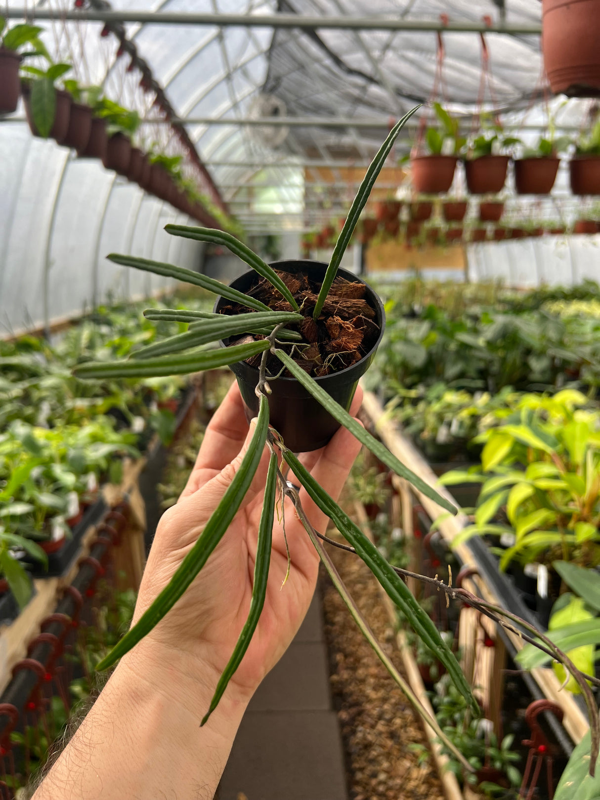 3” Hoya insularis