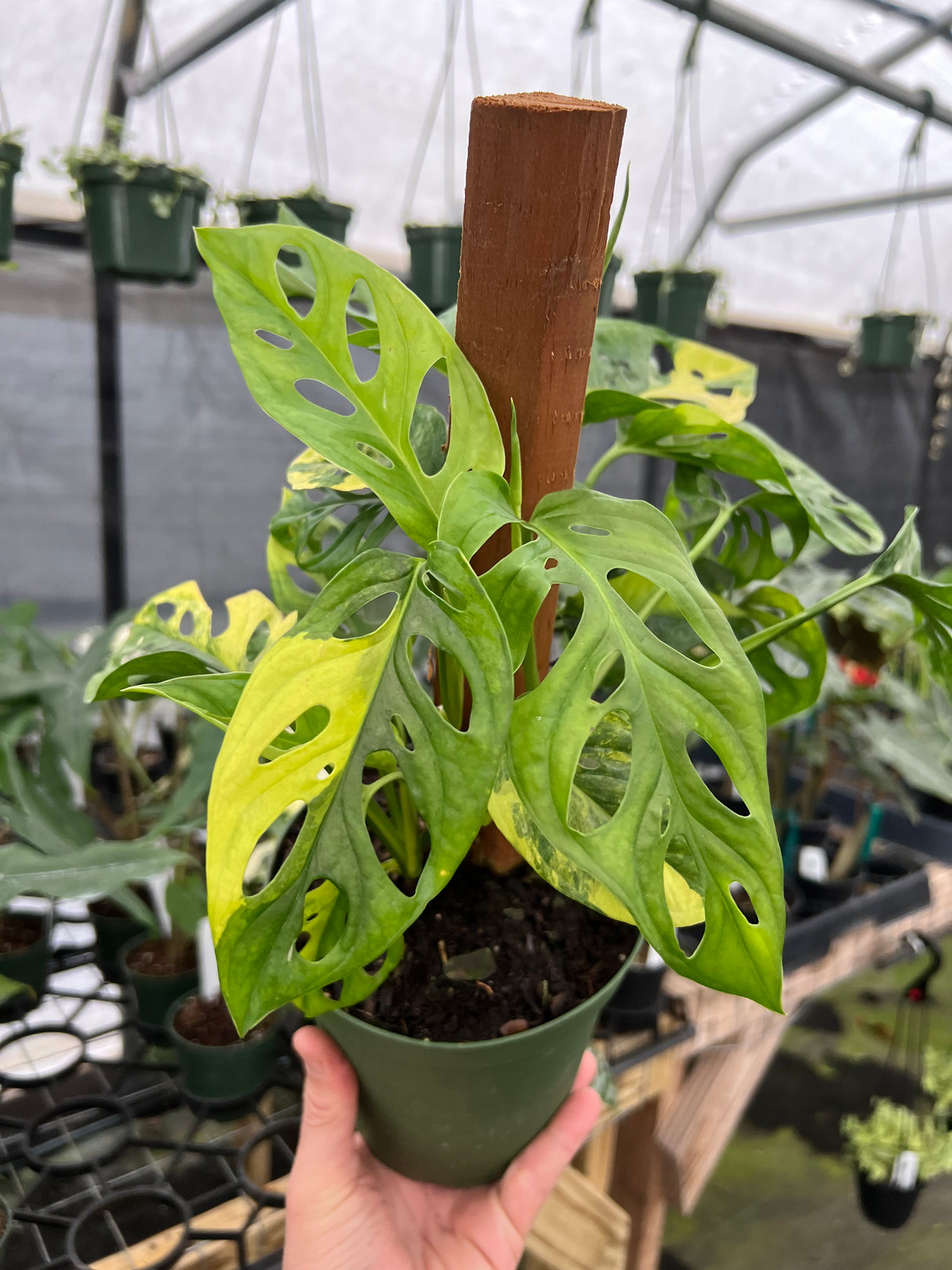 6” Monstera adansonii variegated