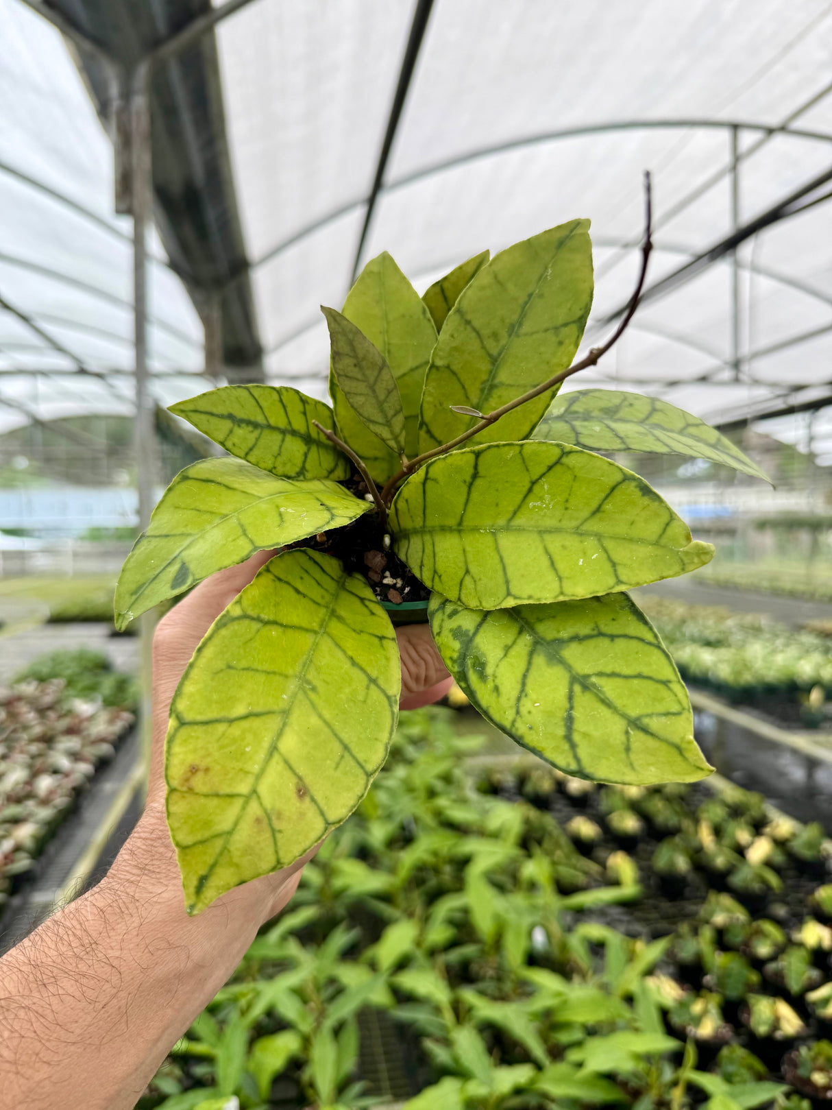 4" Hoya callistophylla