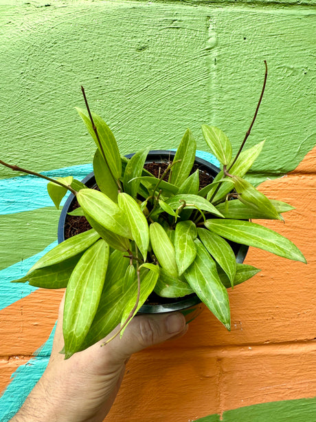 6" Hoya blashernaezii