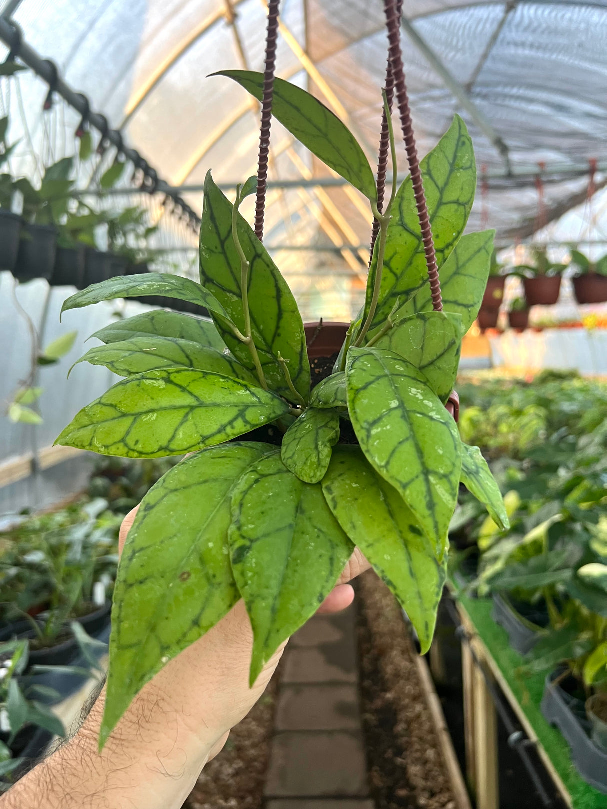 4" Hoya callistophylla hanging basket