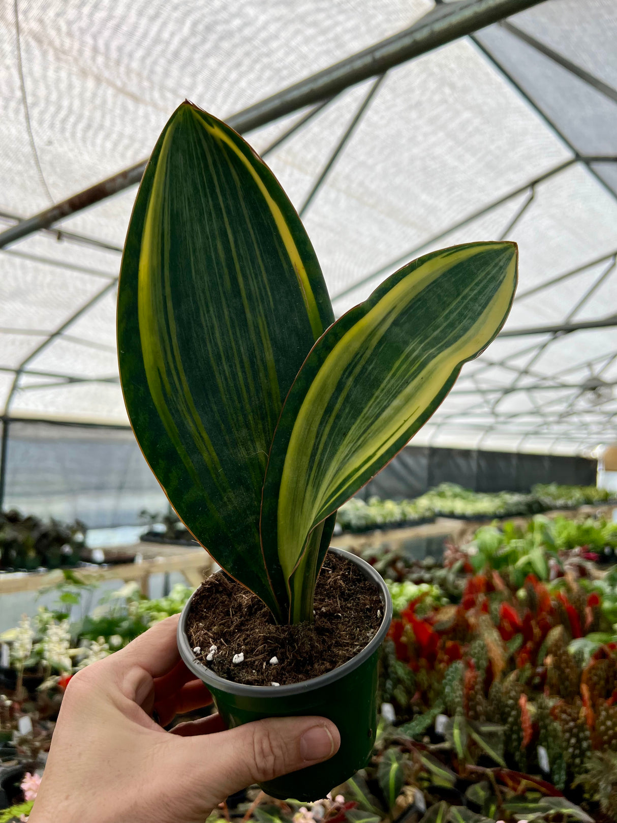 4" Sansevieria Whale Fin (variegated)