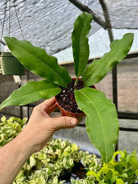 4" Hoya imperialis - Canopy Plant Co.