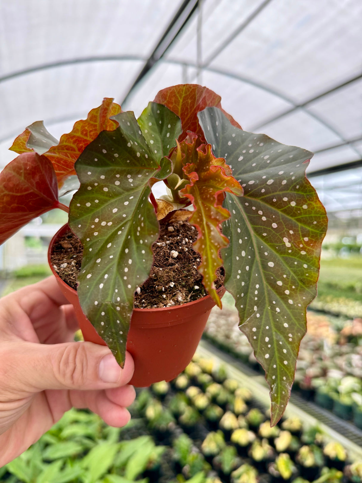 4" Begonia 'Harmony’s Rain Dance'