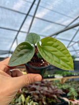 3” Anthurium radicans x luxurians