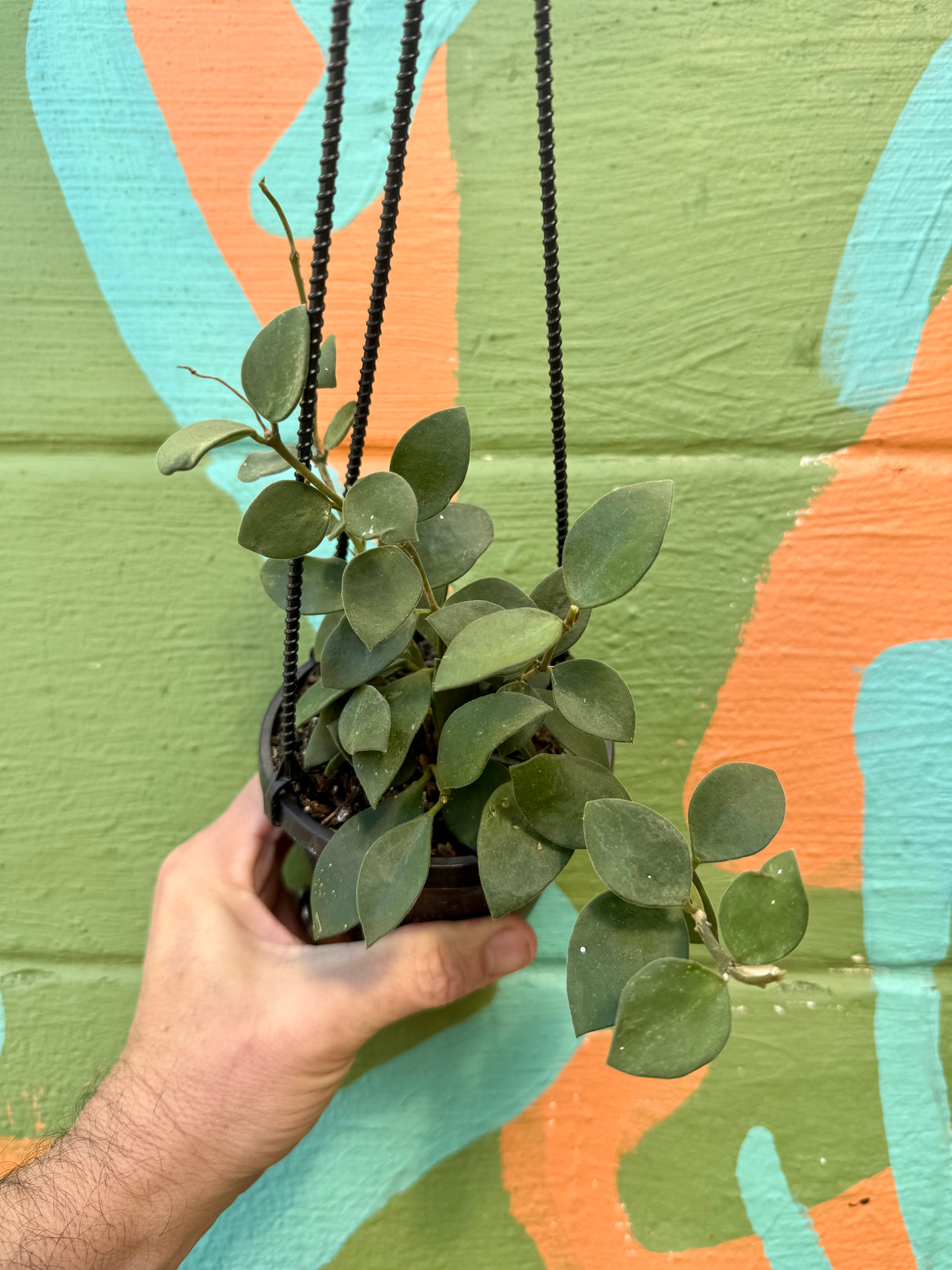 4" Hoya nummularioides hanging basket