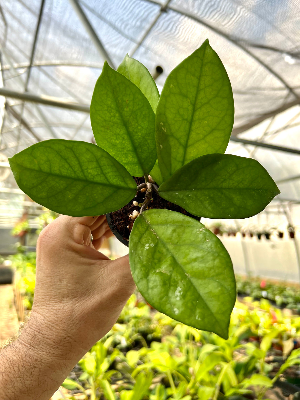 3” Hoya fungii