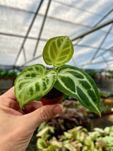 2” Anthurium Silver Blush