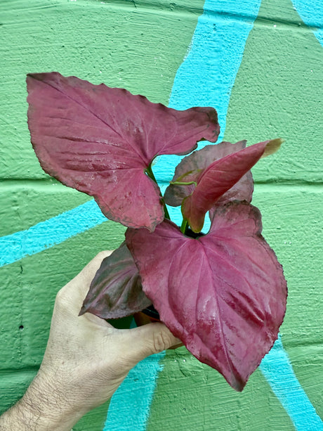 4" Syngonium 'Orm Nak'